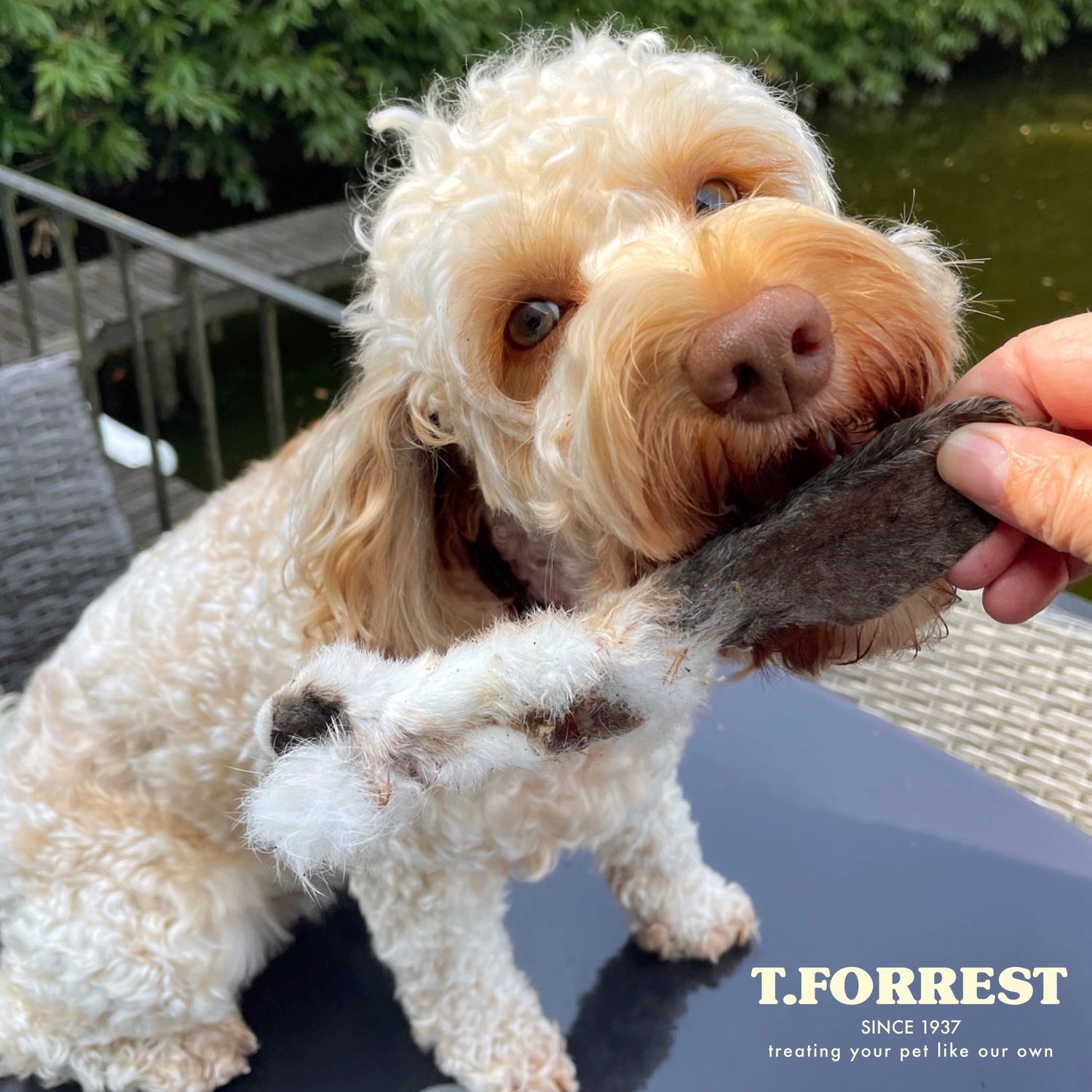 T Forrest Rabbit Ears