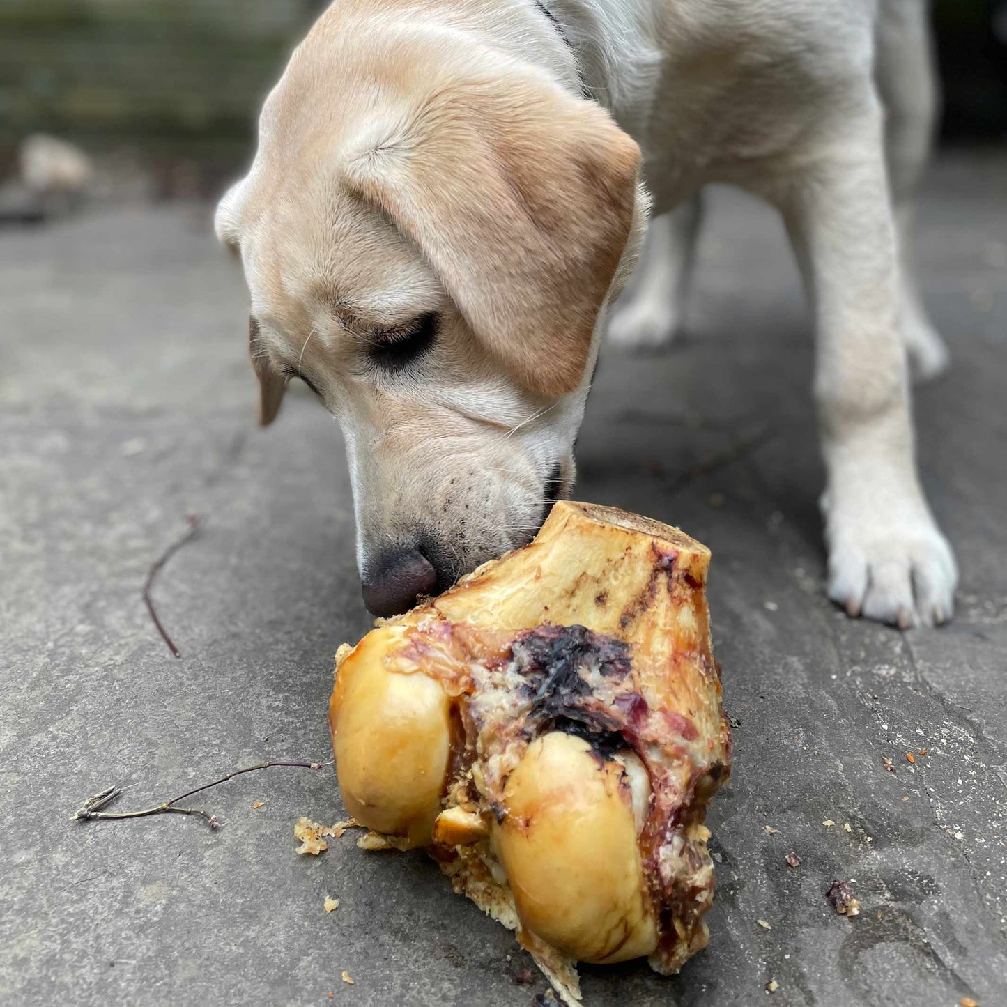 Roasted Knuckle Bone