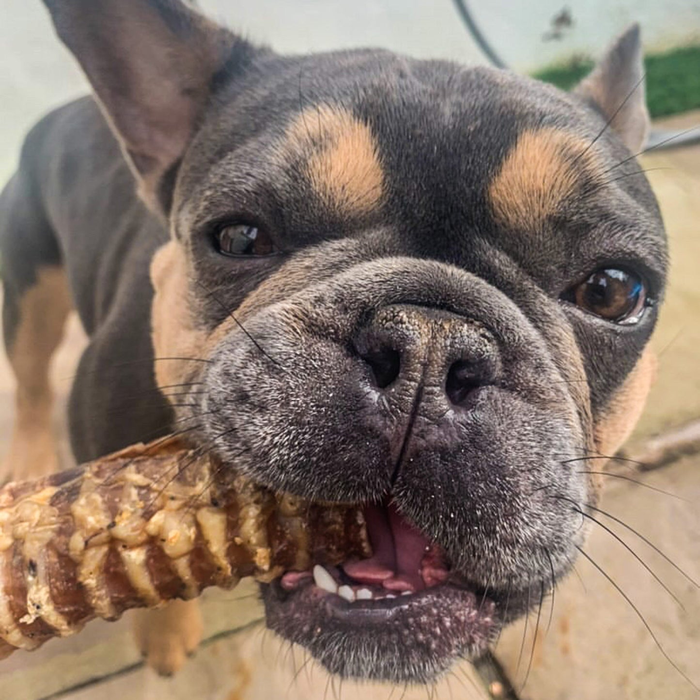 beef trachea