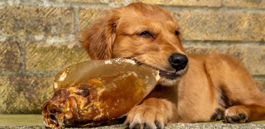 dog eating air dried dog treat