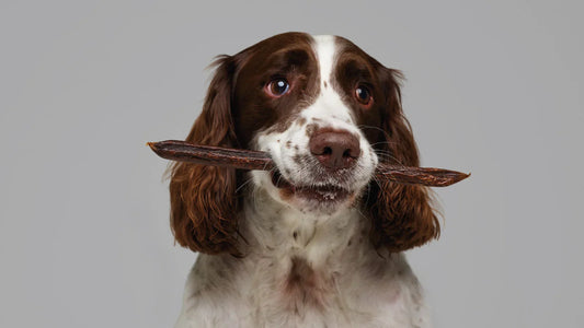 how to choose the right dog treats for your store