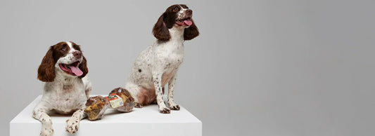 Top 10 FAQs pet owners ask about dog treats (and how to answer them)