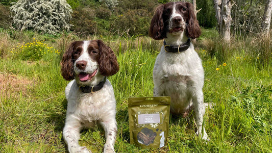 A guide to stocking wholesale natural dog treats