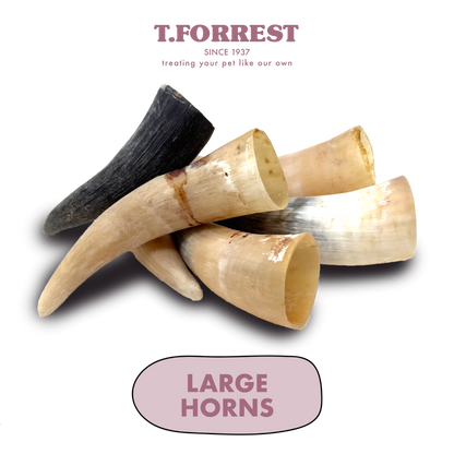 Large Buffalo Horns