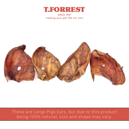 Pigs Ear Size Variation