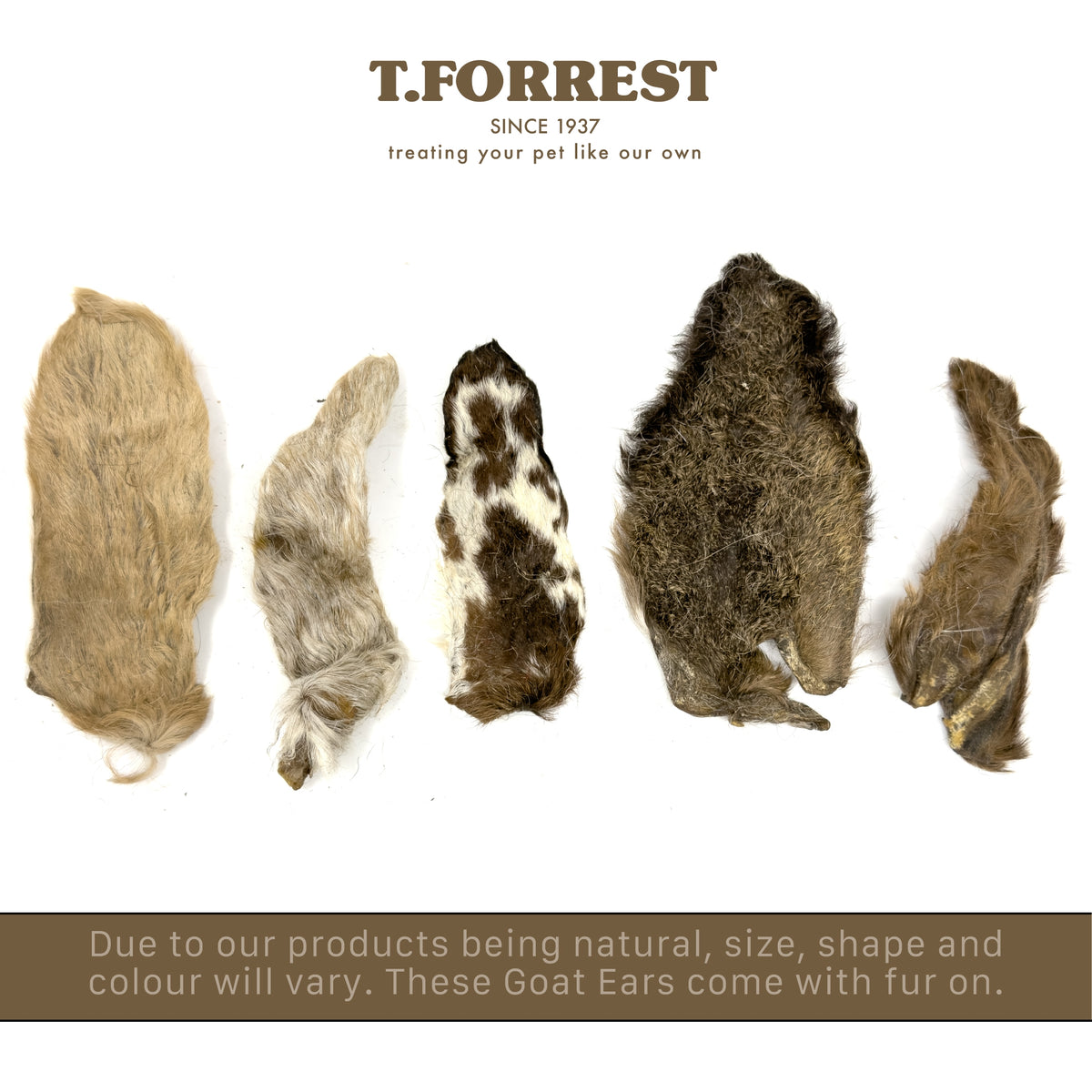 Size variation of goats ears with fur