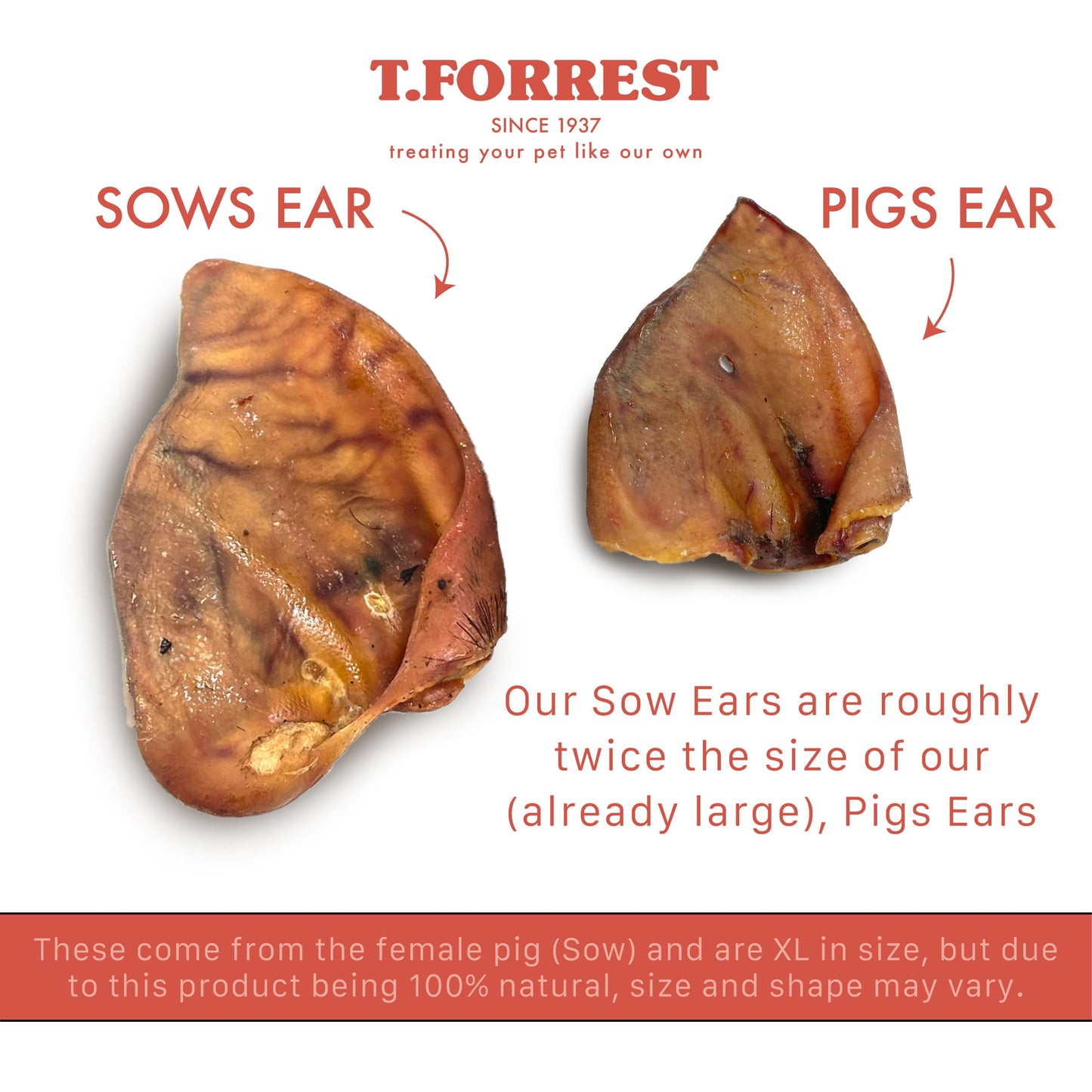 An informational product graphic for T.Forrest dog treats showing two animal ears on a white background with red text labels reading 'SOWS EAR' and 'PIGS EAR,' plus explanatory copy about size and natural variation.