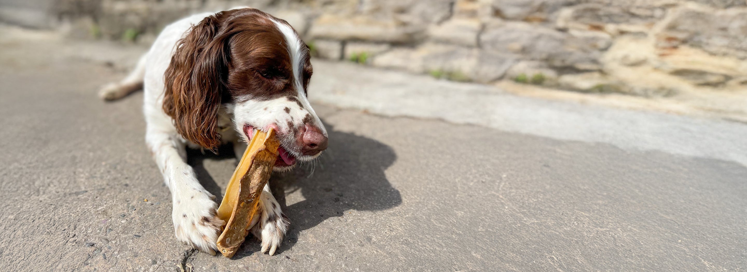 T Forrest trade dog treats