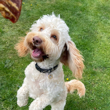 maggie paddywack