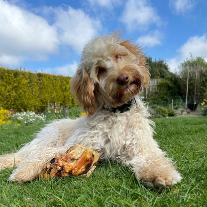 Roasted Knuckle Bone